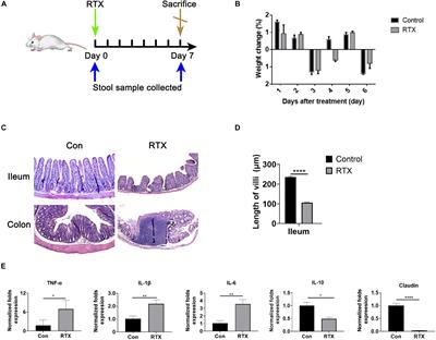 Lactobacillus reuteri Alleviates Gastrointestinal Toxicity of Rituximab by Regulating the Proinflammatory T Cells in vivo